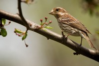 /album/vik-torg/i91479692-szw1280h1280-jpg/